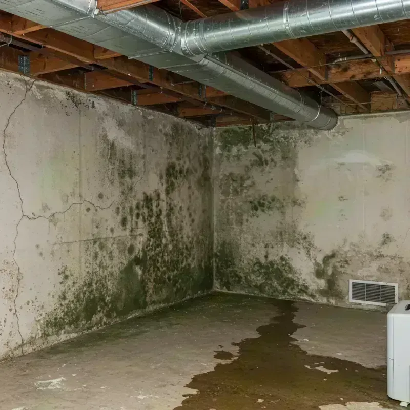 Professional Mold Removal in Inverness, CO